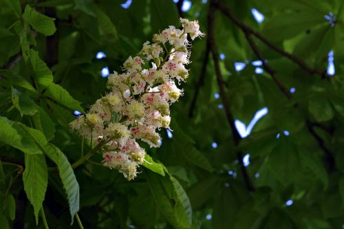 chestnut blooms flower