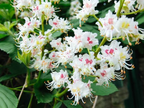 chestnut flowers summer