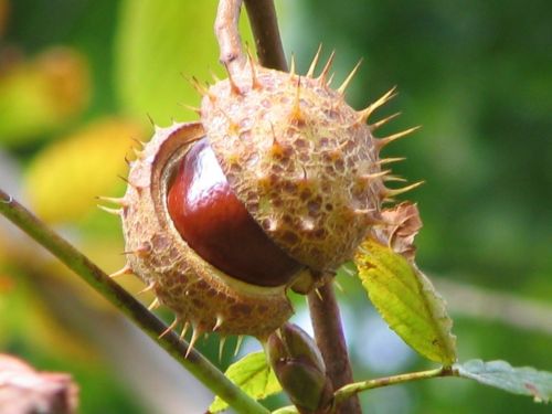 chestnut plant autumn