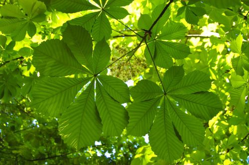 chestnut leaves nature