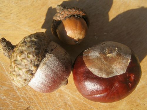 chestnut acorns brown