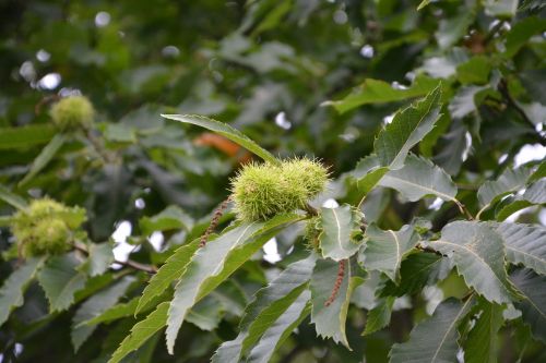 chestnut bugs spicy