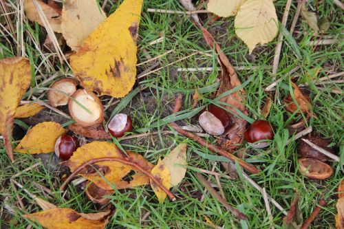 chestnut autumn chestnut leaves