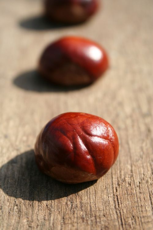 chestnut chestnut tree buckeye
