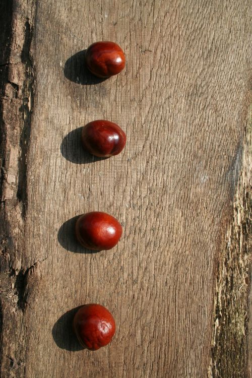 chestnut chestnut tree buckeye