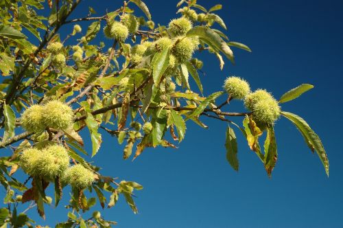 chestnut chestnuts autumn