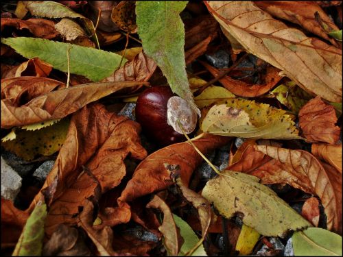 chestnut plant autumn