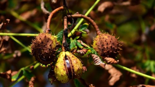chestnut fruit autumn