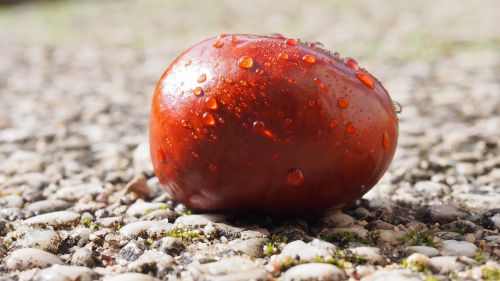 chestnut macro autumn