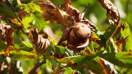 chestnut tree nature