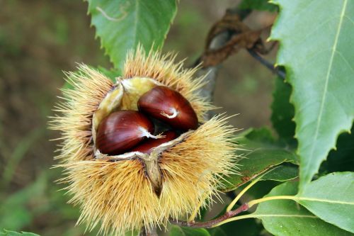 chestnut curly autumn