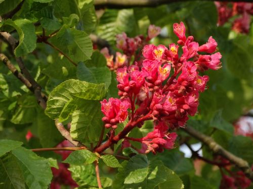 chestnut flowers spring