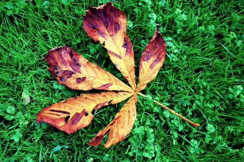 chestnut leaf chestnut leaf