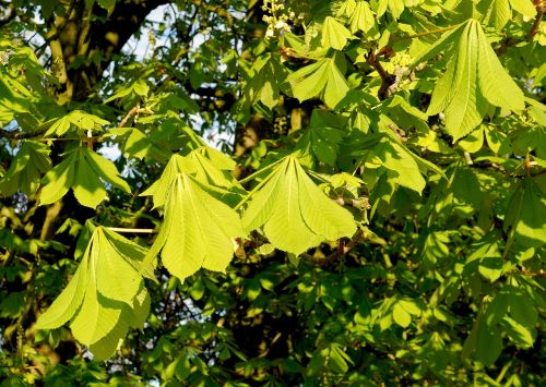 chestnut leaves ordinary rosskastanie