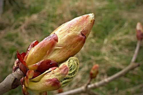 chestnut bud spring