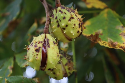 chestnut  fruit  plant