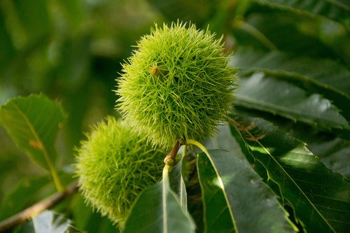 chestnut  nature  fruit