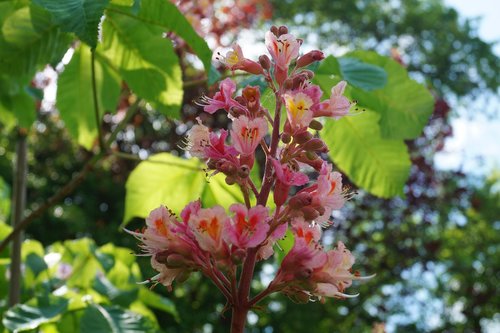 chestnut  blossom  bloom