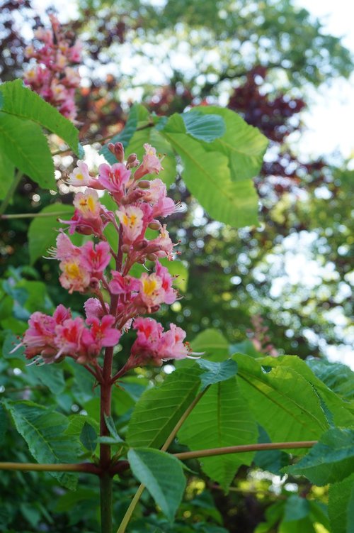 chestnut  blossom  bloom