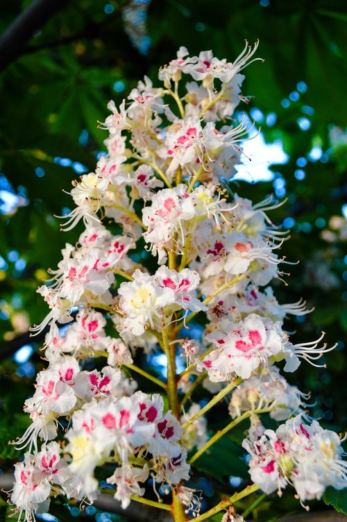 chestnut  buckeye  chestnut flowers