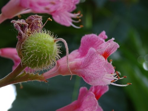 chestnut  flower  pink
