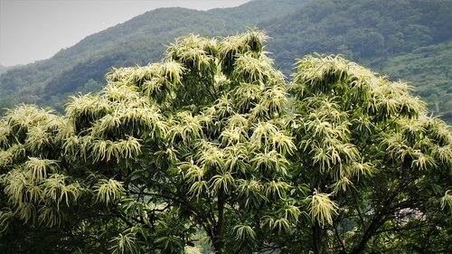 chestnut  night flower  chestnut flower fragrance