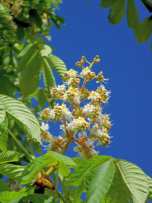 chestnut  bloom  tree