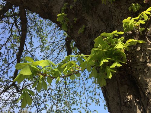 chestnut bud stem leaves
