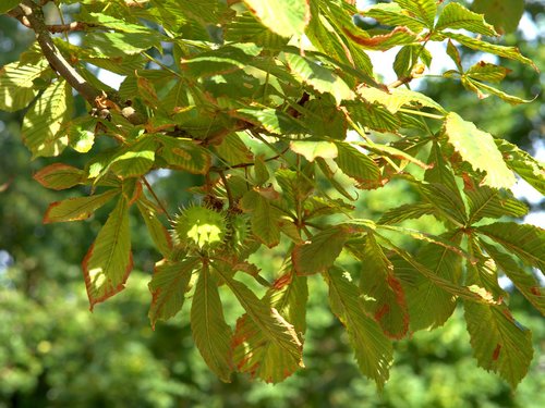 chestnut  autumn  tree