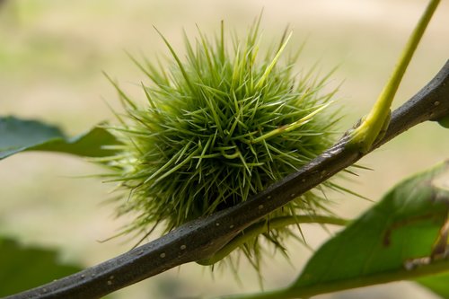 chestnut  fruit  prickly
