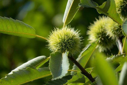 chestnut  fruit  prickly