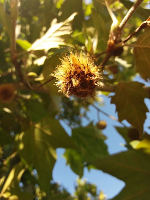 chestnut  late summer  chestnut tree