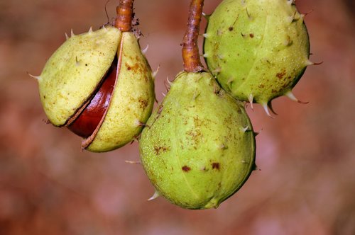 chestnut  fruits  autumn