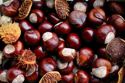 chestnut  horse chestnut  gather chestnuts