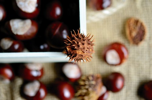 chestnut  horse chestnut  gather chestnuts