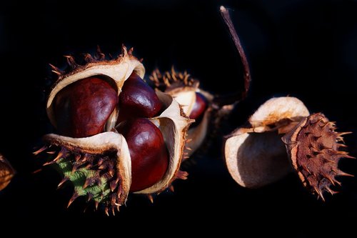chestnut  buckeye  aesculus hippocastanum