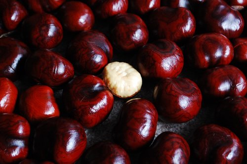 chestnut  nuts  still life