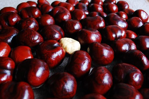 chestnut  nuts  still life