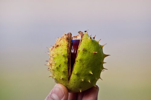 chestnut  close up  chestnut fruit