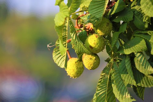 chestnut  fruit  plant