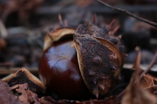 chestnut  autumn  nature