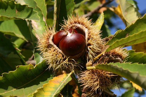 chestnut  spur  prickly