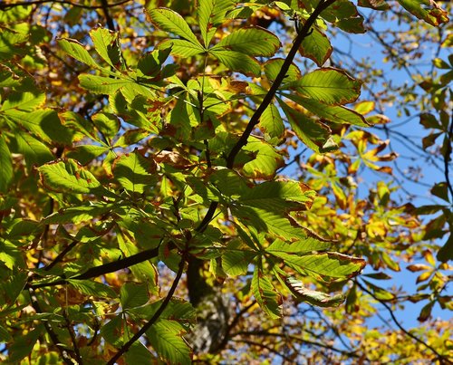 chestnut  chestnut tree  autumn