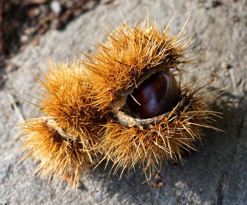 chestnut  ripe  autumn