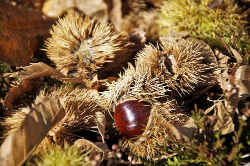 chestnut  edible  autumn
