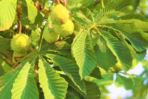 chestnut  nature  tree