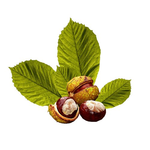 chestnut  leaves  plant