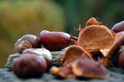 chestnut  fruits  chestnut fruit