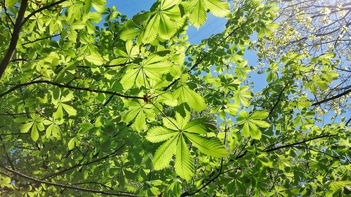 chestnut  summer  tree