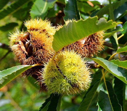 chestnut  autumn  chestnut fruit
